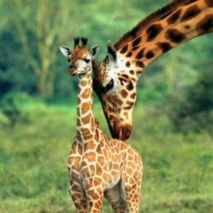 Meet your Posher, Hazel